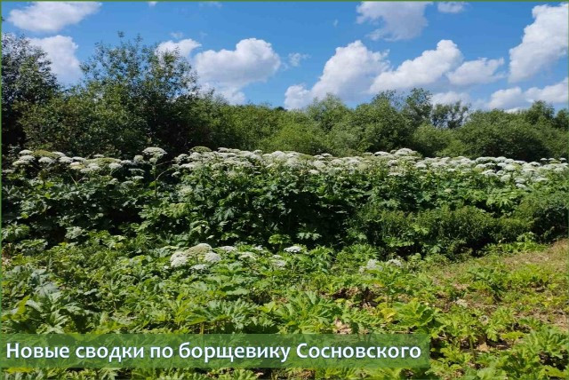 На фото: нескошенный борщевик Сосновского на территории общего пользования вблизи ул.Титова в г.Витебске