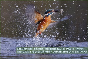 На фото: Обыкновенный зимородок (птица включена в Красную книгу Республики Беларусь, III категория национальной природоохранной значимости)