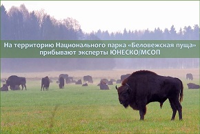 На территорию Национального парка «Беловежская пуща» прибывают эксперты ЮНЕСКО/МСОП