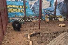 На фото: медвежонок в Минском зоопарке перед отправкой в Румынию