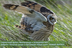 На фото: Болотная сова – птица из Красной книги Беларуси