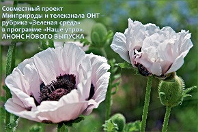На фото: мак cнотворный – один из инвазивных видов флоры в Беларуси