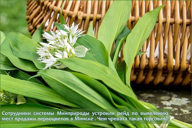 На фото: лук медвежий, или черемша (растение занесено в Красную книгу Беларуси, III категория национальной природоохранной значимости)