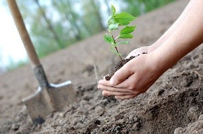 В регионах Беларуси экологи продолжают работу по озеленению населенных пунктов в рамках кампании «Обустроим малую родину»