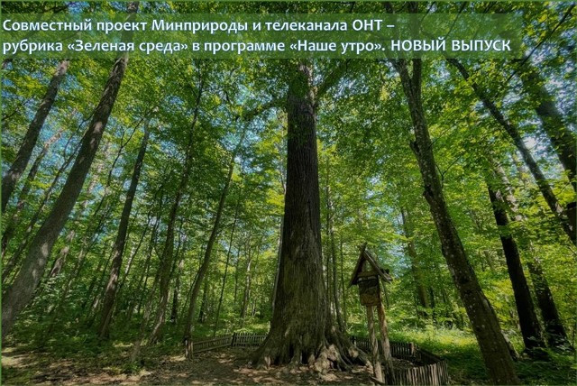 В центре фото: Царь-дуб «Пожежинский» – старейшее дерево в Беларуси, памятник природы республиканского значения