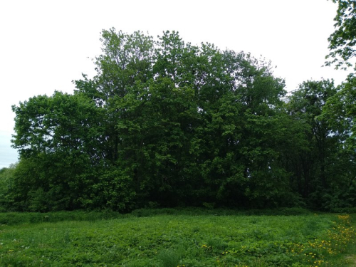 Парк «Бобовня»