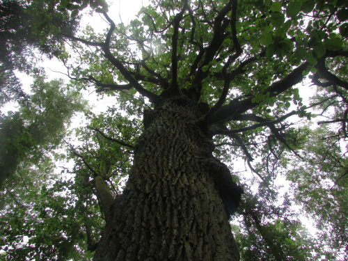 Дуб зимний «Сеньковщинский»