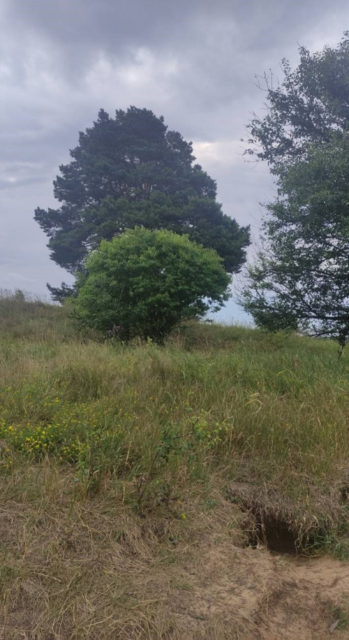 Соколья гора Шулятская