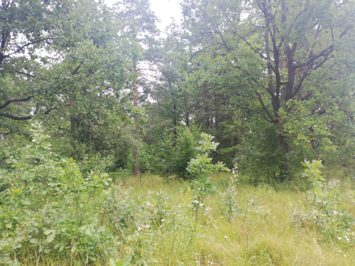 Rechicky area of a unique oak forest