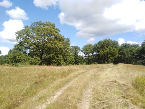 Ворониновская дубовая роща