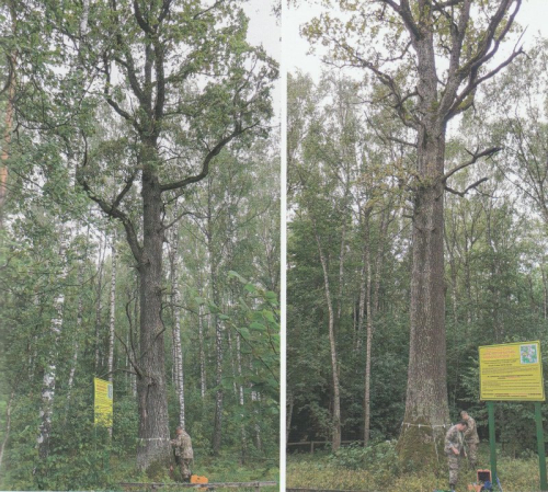 Дуб черешчатый «Любушанский-1»