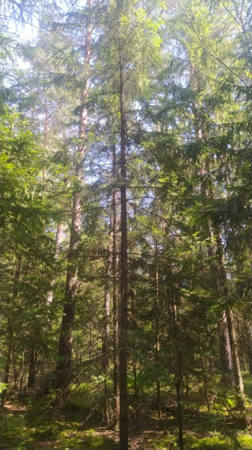 Заказник «Вязькутино»