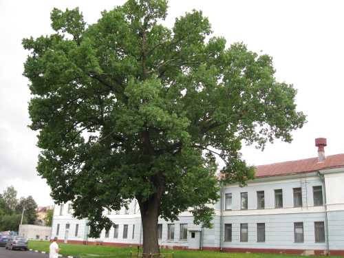 Вековое дерево дуб 1