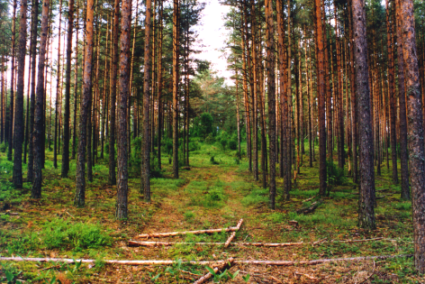 Гора Подвысокая