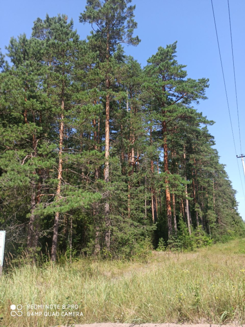 Эталонное насаждение сосны