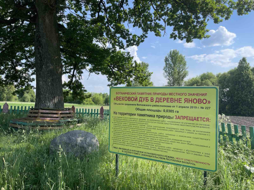 Вековой дуб в агрогородке Яново