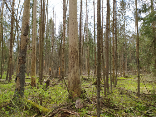 Pozhezhinskie spruce forest outliers
