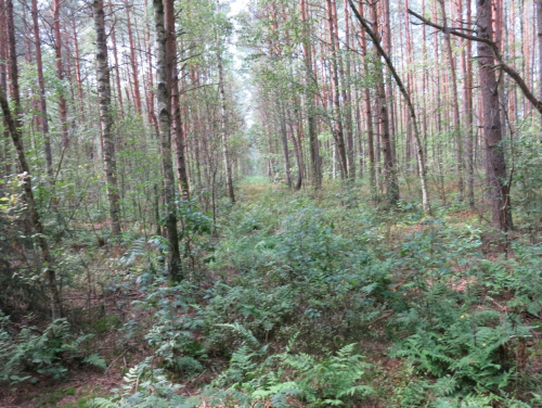 Svjatitskaya Pushcha nature reserve