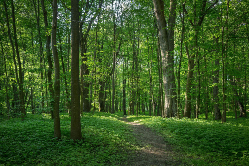Park in Zaliessie village