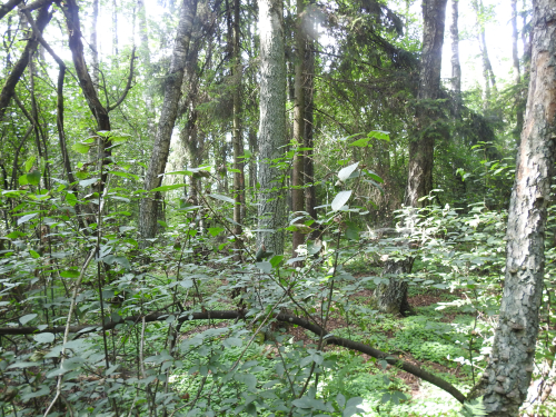 Shemetovskye birch trees