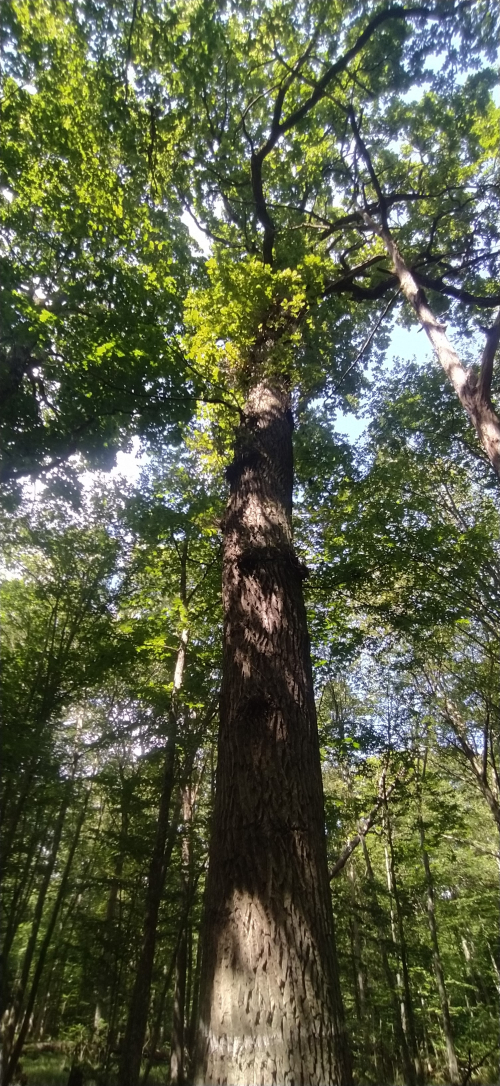 Насаждение дуба черешчатого