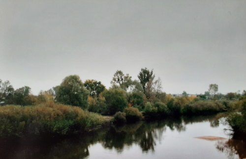 Unique forest area (oak forest)