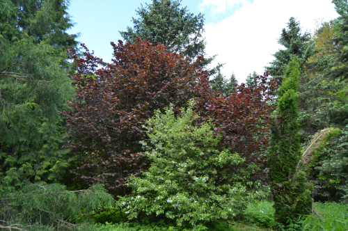 Дендрологический сад имени И.И.Зотова