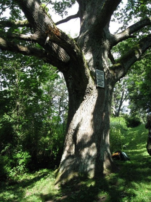 Giant Oak «Volat»