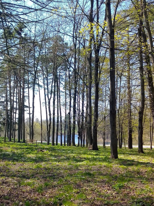 Old park «Mezhevo»