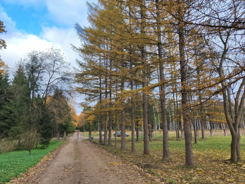 Verhnedvinsk Forestry arboretum