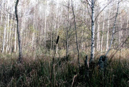 Заказник «Невица»