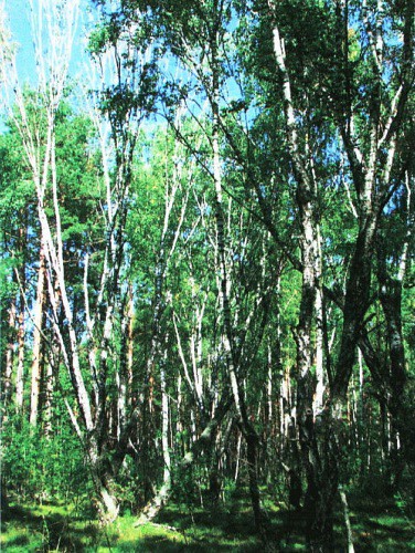 Kalininskoe curly birch stand