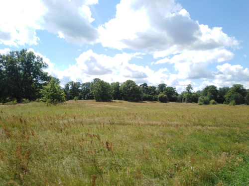 Дубовая роща в урочище «Дубки»