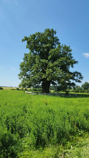 Дуб черешчатый "Козловский" ("Дуб-Якуб")