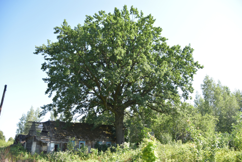 Old oak in the village of Lemna
