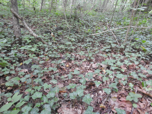 Zaprudsky ivy plantation