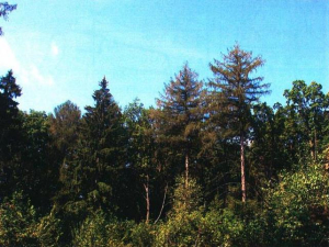 Насаждение лиственницы, дуба и сосны «Уречское»