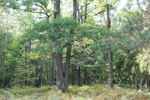 Заказник «Соловьевское»