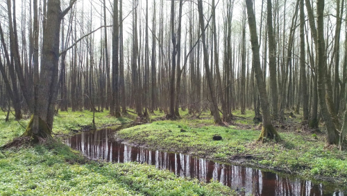 Заказник «Воробьевский»
