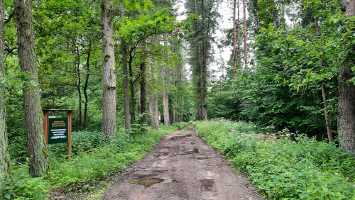 Indurskie old-growth artificial stand