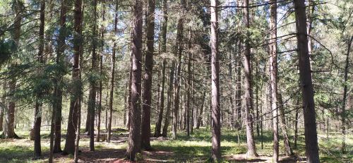 Maloritskie spruce forest outliers