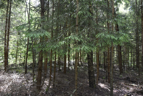 Ryabchenki – Polotsk Region Highest Point nature reserve