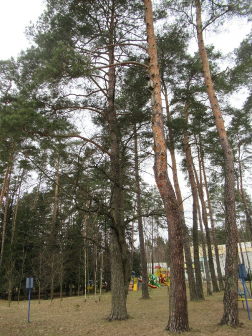 Сросшиеся дуб и сосна