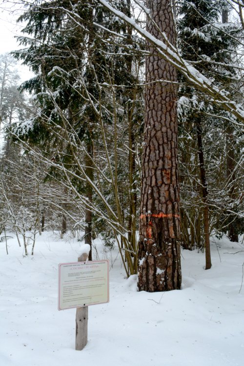 Сосны-гиганты «Новобоярские»