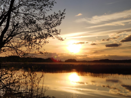 Ружанская пуща