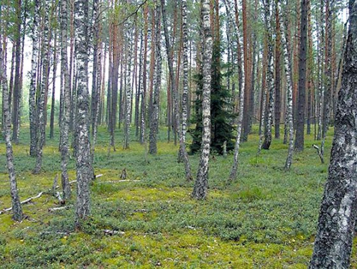 Заказник «Чисть»