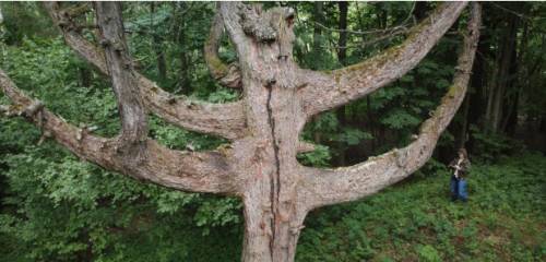 Лиственница вековая