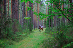Berezinsky Biosphere Reserve