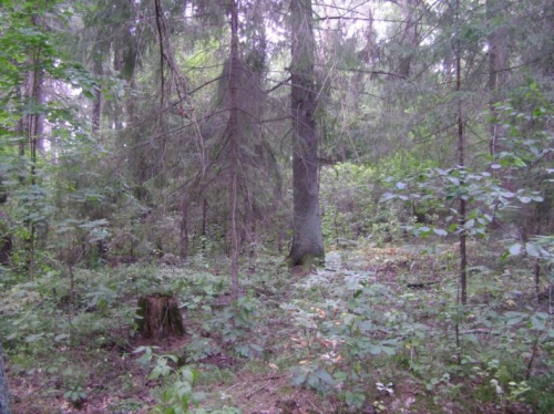 Островные ельники «Добрушские»