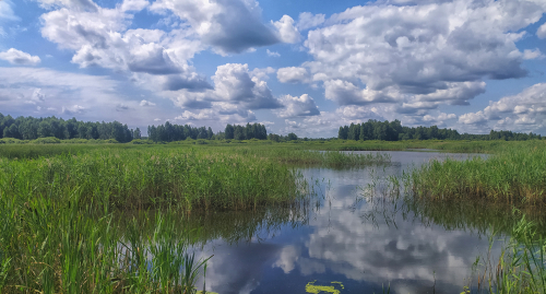 Заказник «Гричино-Старобинский»